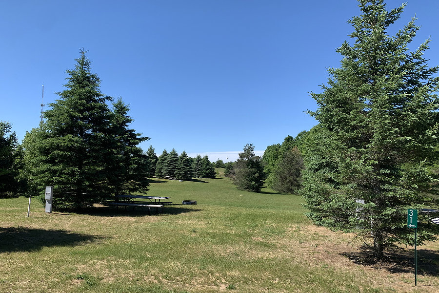 Spruce tree campsites